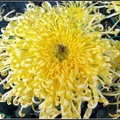 Chrysanthemum - 5