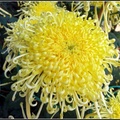 Chrysanthemum - 6