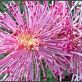Chrysanthemum - 7