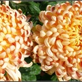 Chrysanthemum - 17