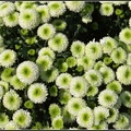 Chrysanthemum - 22