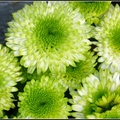 Chrysanthemum - 24