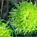 Chrysanthemum - 25