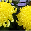 Chrysanthemum - 26