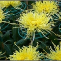Chrysanthemum - 27
