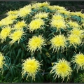 Chrysanthemum - 28