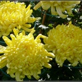 Chrysanthemum - 29