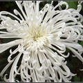 Chrysanthemum - 1