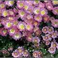 Chrysanthemum - 8