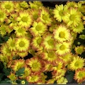 Chrysanthemum - 9