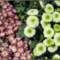 Chrysanthemum - 10
