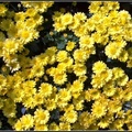 Chrysanthemum - 11