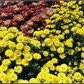 Chrysanthemum - 12