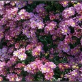 Chrysanthemum - 13