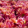 Chrysanthemum - 15