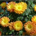 Chrysanthemum - 16