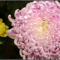 Chrysanthemum - 18