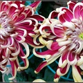 Chrysanthemum - 19