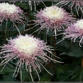 Chrysanthemum - 20