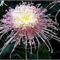 Chrysanthemum - 21