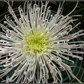 Chrysanthemum - 22