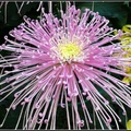 Chrysanthemum - 23