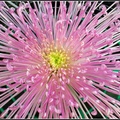 Chrysanthemum - 24