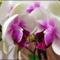 orchid - 5
