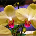 orchid - 6