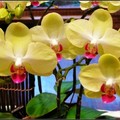 orchid - 7