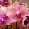 orchid - 8