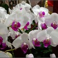 orchid - 9