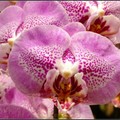 orchid - 10