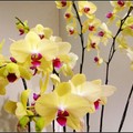 orchid - 15