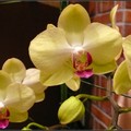 orchid - 16