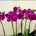 orchid - 17