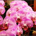 orchid - 20