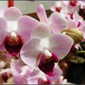 orchid - 21