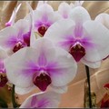 orchid - 24