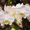 orchid - 26