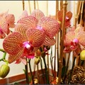 orchid - 27