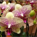orchid - 28