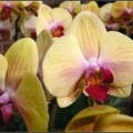 orchid - 29