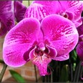 orchid - 30