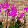 orchid - 31