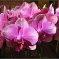 orchid - 32