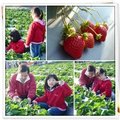 採草莓