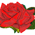 編輯小像: Blooming red Rose