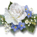編輯小像:White/blue Rose