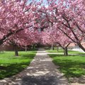 Cherry blossoms (U of Rochester)